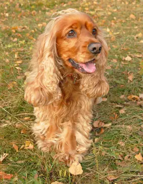 Field Spaniel