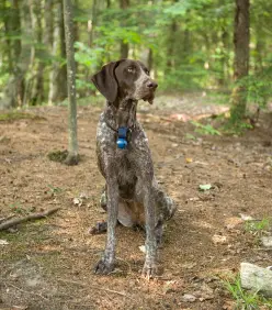German Shorthaired Pointer