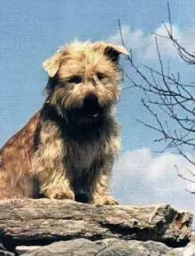 Glen of Imaal Terrier