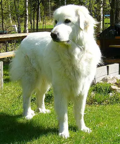 Great Pyrenees