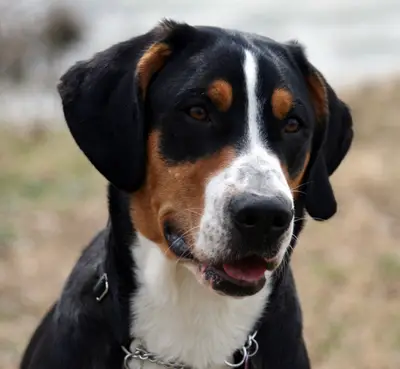 Greater Swiss Mountain Dog