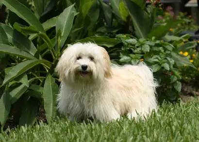 Havanese