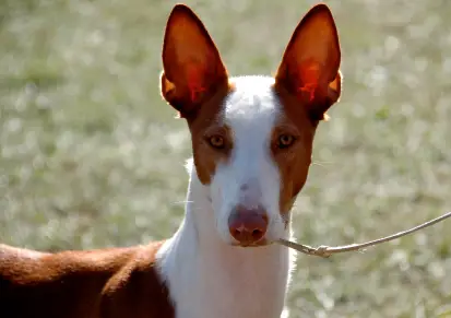 Ibizan Hound