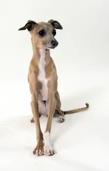 Italian Greyhound