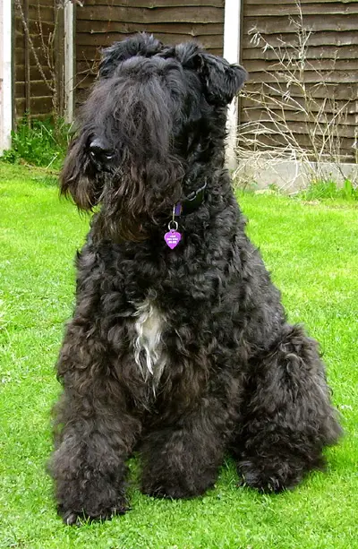 Kerry Blue Terrier