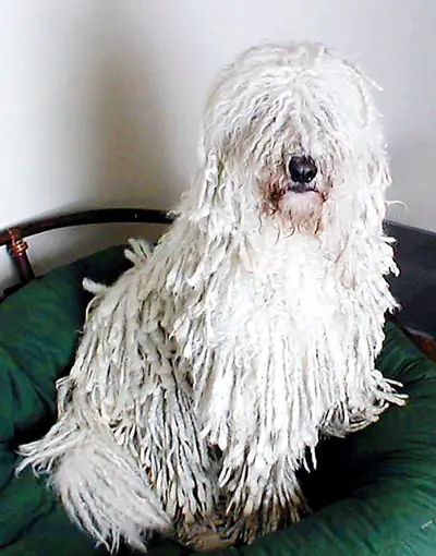 Komondor