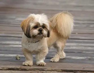 Lhasa Apso