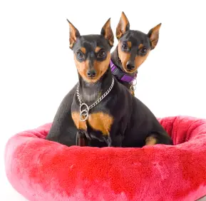 Miniature Pinscher