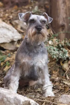 Miniature Schnauzer