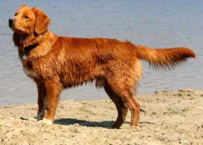 Nova Scotia Duck Tolling Retriever