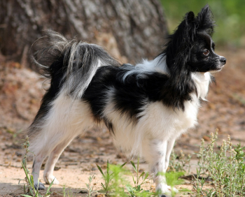 Papillon