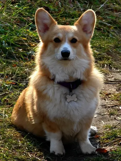 Pembroke Welsh Corgi