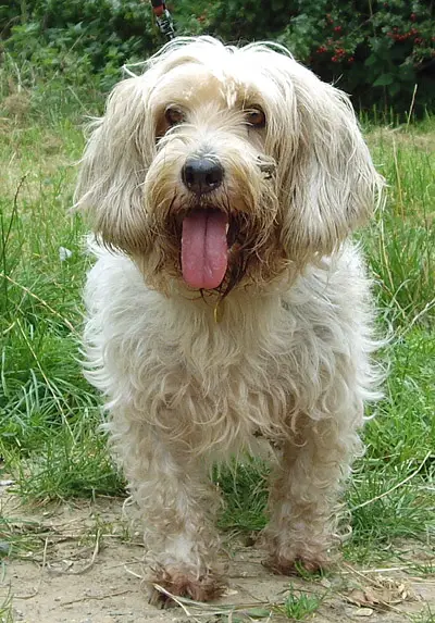 Petit Basset Griffon Vendeen