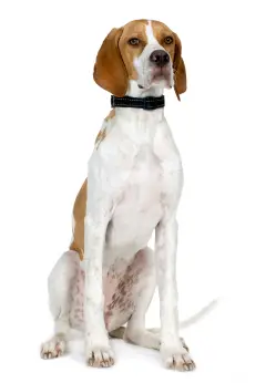 Pointer