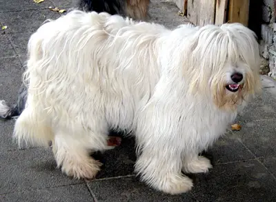 Polish Lowland Sheepdog