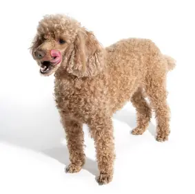 Poodle (Miniature)