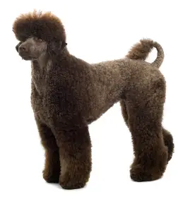 Poodle (Standard)