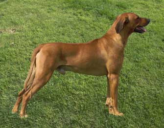 Rhodesian Ridgeback