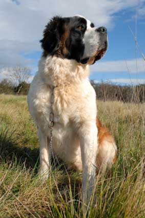 Saint Bernard (Longhaired)