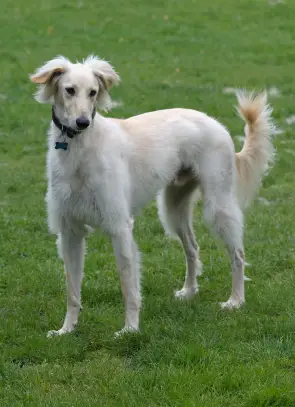 Saluki