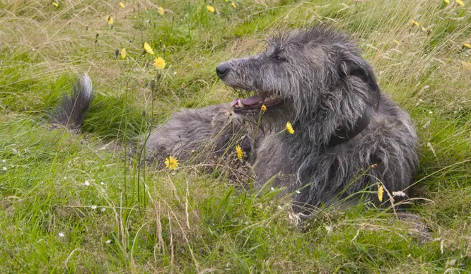 Scottish Deerhound