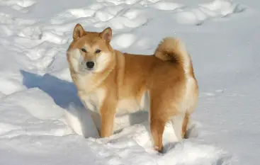 Shiba Inu