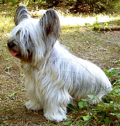 Skye Terrier