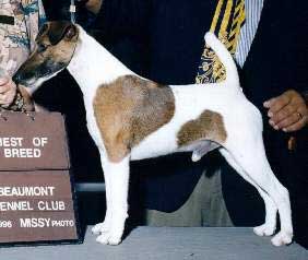 Smooth Fox Terrier