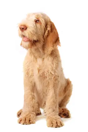 Spinone Italiano