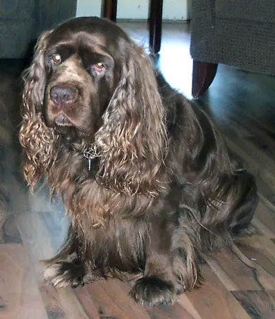 Sussex Spaniel