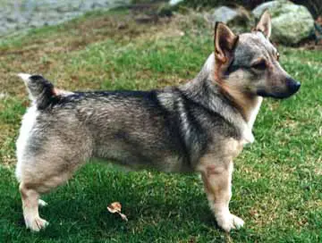 Swedish Vallhund