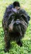 Affenpinscher