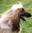 Afghan Hound