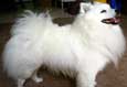 American Eskimo Dog (Miniature)