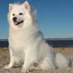 American Eskimo Dog (Standard)