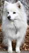 American Eskimo Dog (Toy)