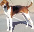 American Foxhound