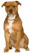 American Staffordshire Terrier