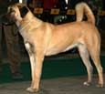 Anatolian Shepherd Dog