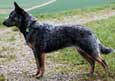 Australian Cattle Dog