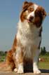 Australian Shepherd