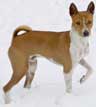 Basenji