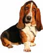 Basset Hound