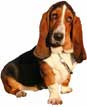 Basset Hound