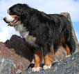 Bernese Mountain Dog