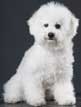 Bichon Frise