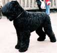 Black Russian Terrier