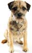 Border Terrier