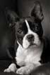 Boston Terrier