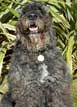 Bouvier des Flandres